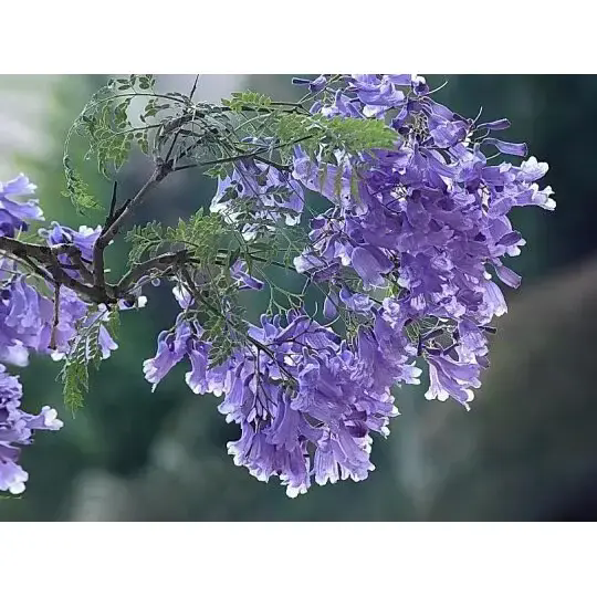 Jak strom Jacaranda vytváří úžasnou krajinu a dlouhotrvající krásu?