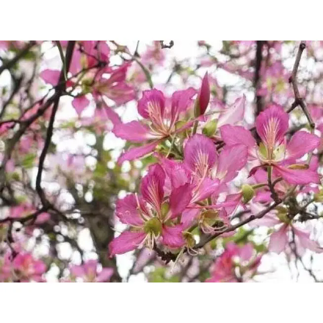 Jak může strom růžové orchideje proměnit vnitřní a venkovní prostory s trvalou krásou? Jak může strom růžové orchideje proměnit vnitřní a venkovní prostory s trvalou krásou?