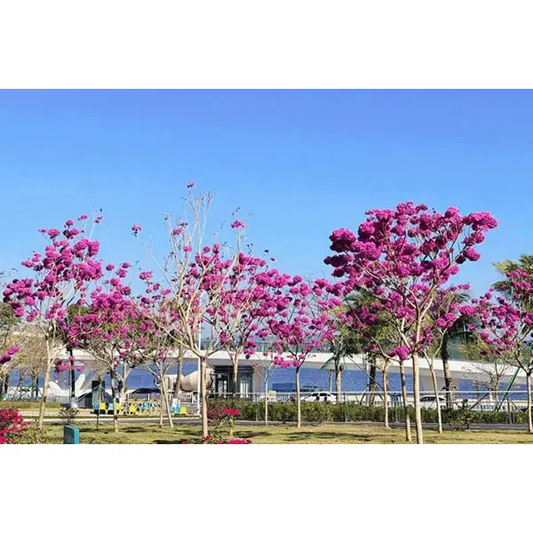 Proč je Purple Trumpet Tree ideální volbou pro úžasné krajinné projekty? Proč je Purple Trumpet Tree ideální volbou pro úžasné krajinné projekty?