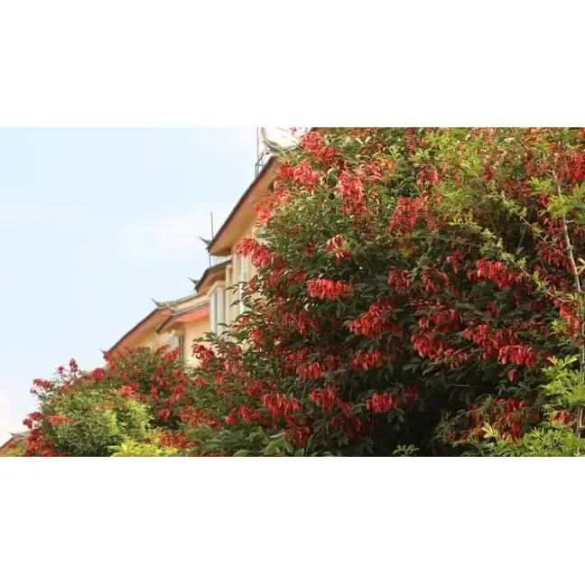 Cockscomb Coral Tree Liners
