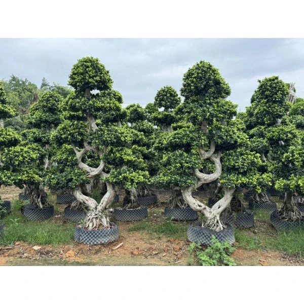 Ficus microcarpa vložky