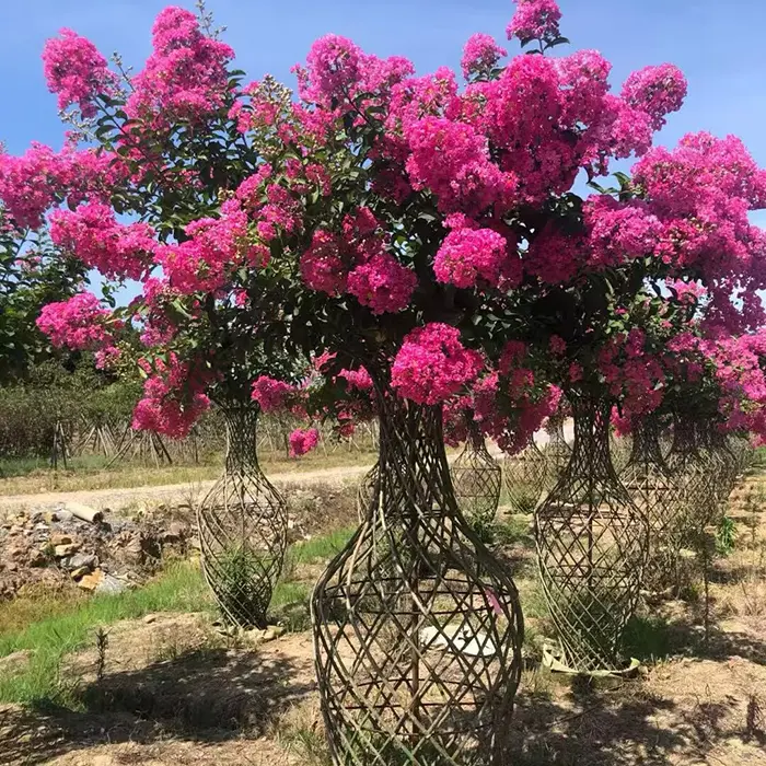 Specimen Crape Myrtle Tree