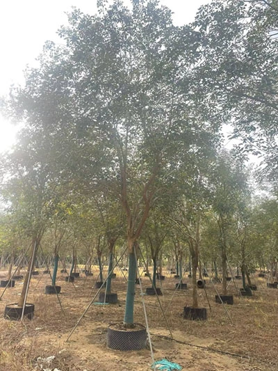 Golden Trumpet Tree Liners