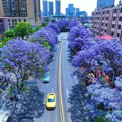 Jacaranda Street Trees