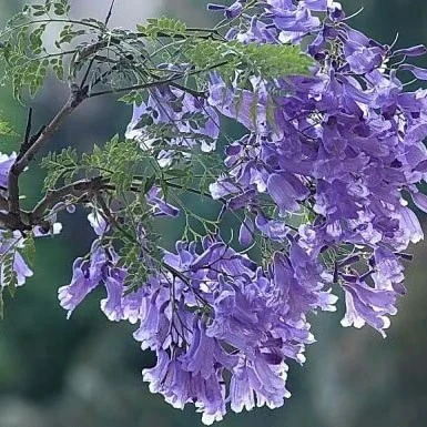 Jacaranda Street Trees