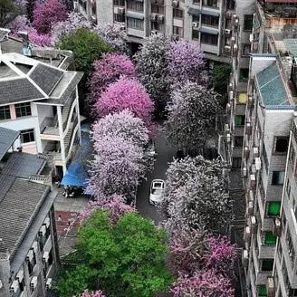 Pink Orchid Street Trees