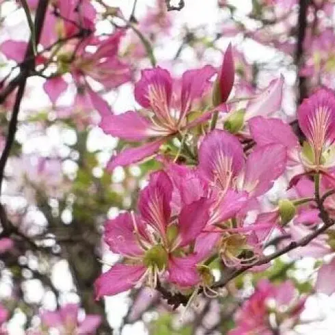 Pink Orchid Street Trees