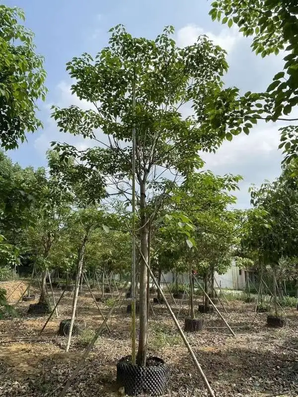 Specimen Purple Trumpet Tree