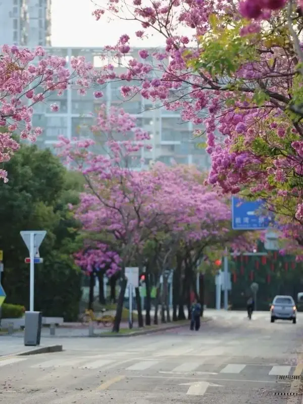 Specimen Purple Trumpet Tree