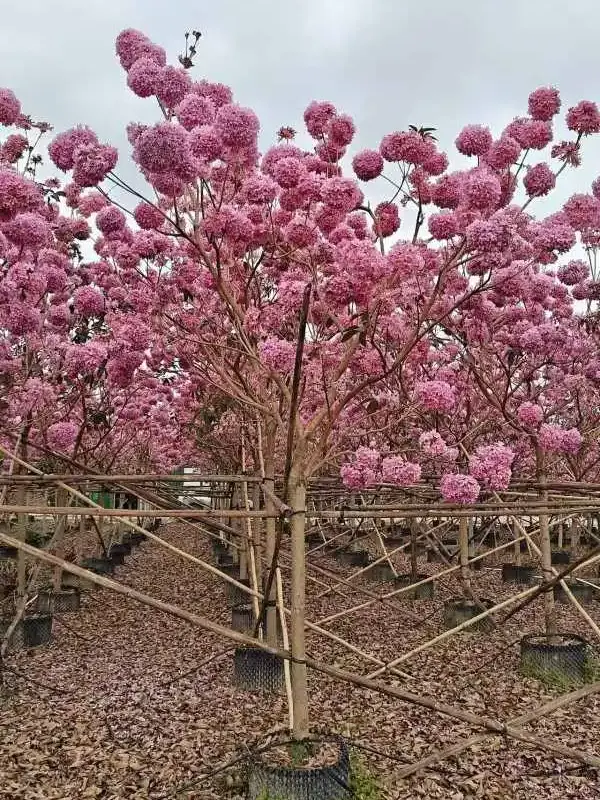 Specimen Purple Trumpet Tree