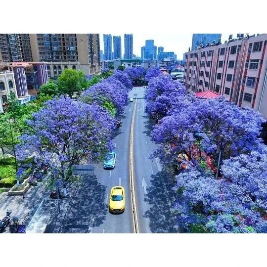 Stromy na ulici Jacaranda