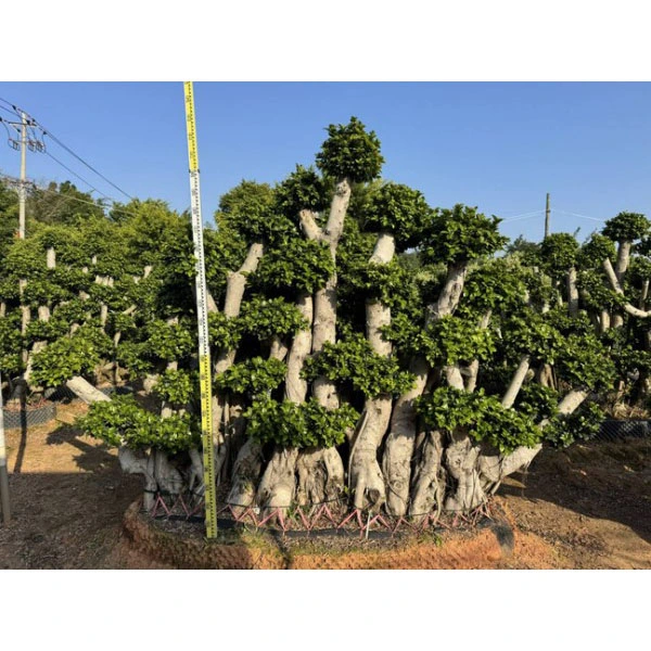 Vzorek stromu Ficus microcarpa