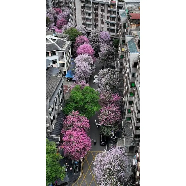 Vzorek růžová orchidej strom
