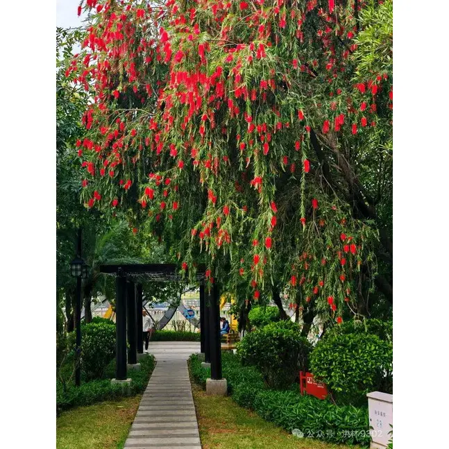 Plačící Bottlebrush Bonsai