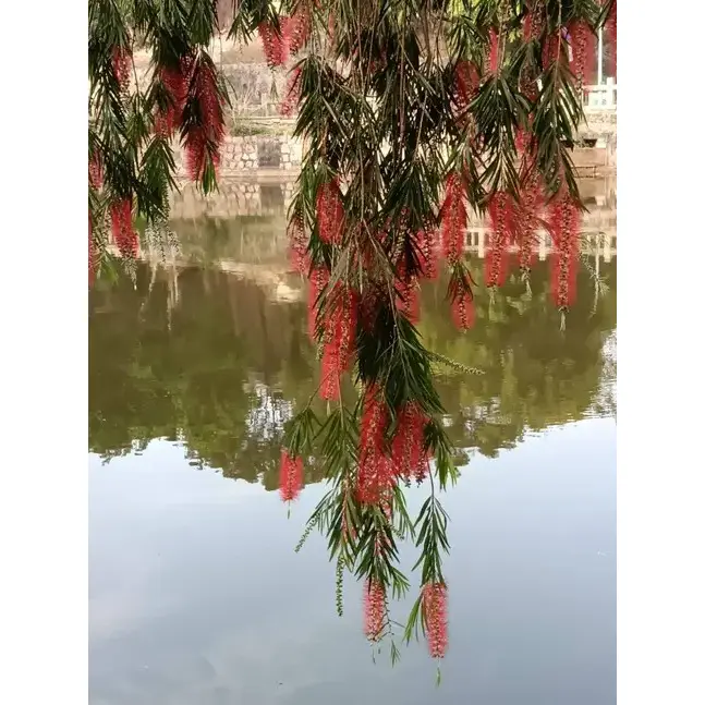 Plačící Bottlebrush Bonsai